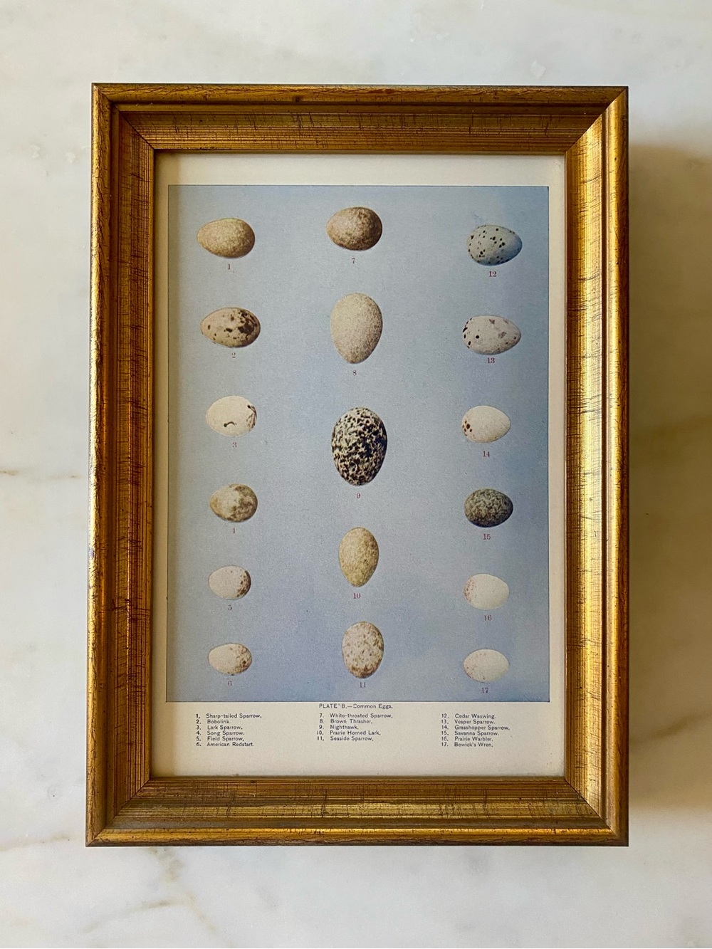 Egg print in gold frame